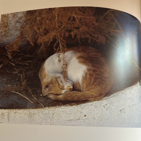 “Cats In The Sun” Pictorial Book by Hans Silvester - Picture 6 of 12